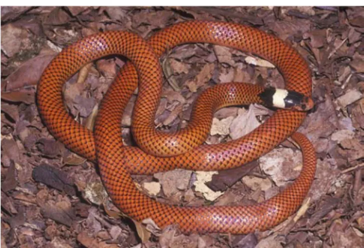 Figure 23. Phalotris lativittatus.