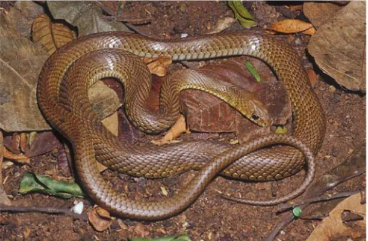 Figure 30. Phimophis guerini.