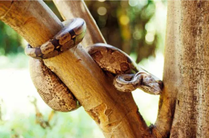 Figura 6. Boa constrictor.