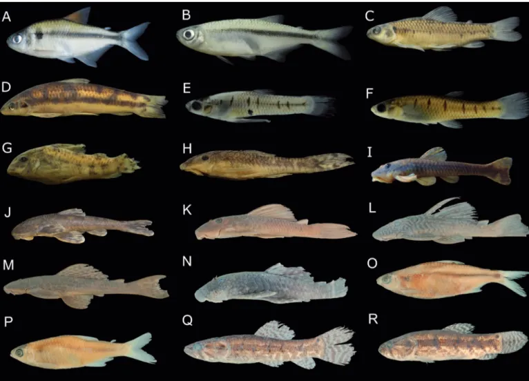 Figure 3. Graphic showing the percentages of the origins of species in the Ivaí  River basin.