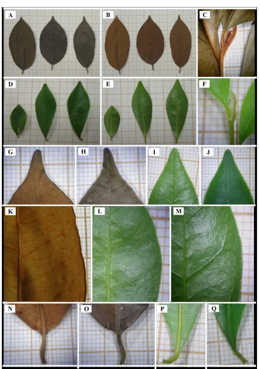 Table 1. Primary differences observed in leaf morphology between seedling and adult individuals of Chrysophyllum rufum (Sapotaceae).