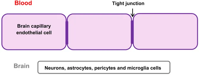 Figure 2.1. Schematic representation of the blood-brain barrier. Adapted from van Rooy et al