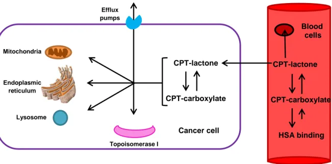 Figure  2.9.  Schematic  representation  of  the  mechanisms  involved  in  camptothecin  (CPT)  distribution