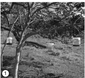 Fig. 1. Carrion traps hung in a tree near a sheep farm, Edgardia Farm, Botucatu, São Paulo State, Brazil.