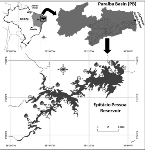 Figure 3. Dendrogram showing the clustering of the average values of the metrics of human disturbance on the sampling sites in the Epita´cio Pessoa reservoir