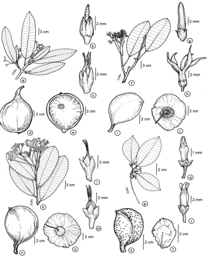 Figure 6. a-e. Aspidosperma sandwithianum. f-j. A. schultesii. k-o. A. spruceanum. p-t