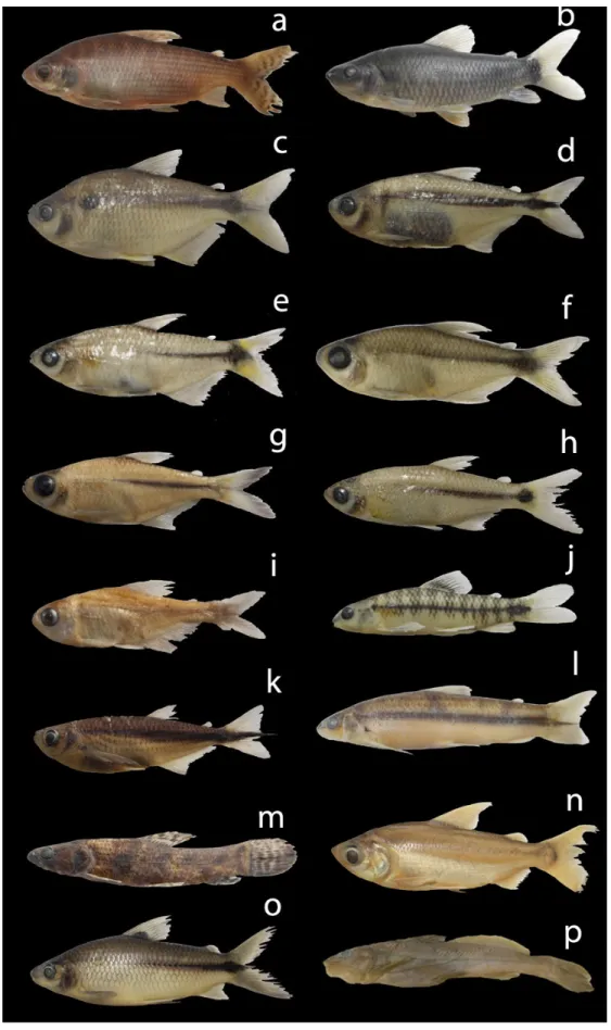 Figure 4. Fishes from the sampled areas of the Argemiro Figueiredo and Epitácio Pessoa reservoirs and their respective downstream areas