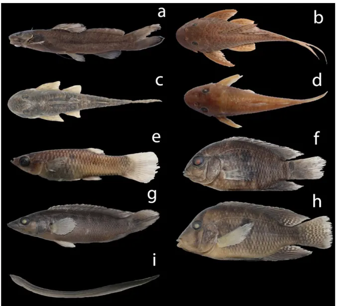 Figure 5. Fishes from the sampled areas of the Argemiro Figueiredo and Epitácio Pessoa reservoirs and their respective downstream areas