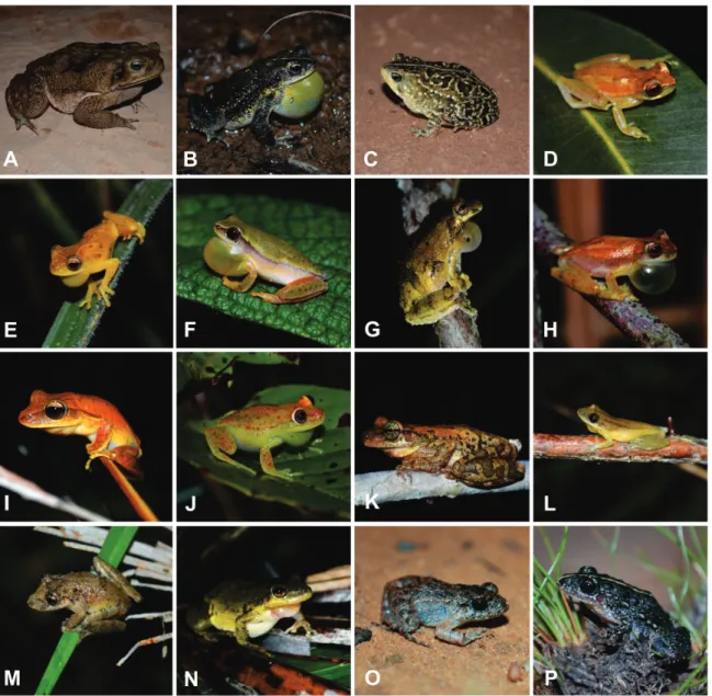 Figure 3. Anurans recorded in the Parque Estadual do Mirador (PEM), state of Maranhão, Northeastern Brazil