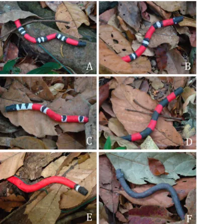 Figure 1. Clay model replicas of six snake patterns. The patterns are: A- TT (tricolor  triad), B- TD (tricolor diad), C- TSB (black diamond blotches (outlined in yellow)  on red), D- BIR (red and black bicolour), E- UCD (unicolor in red with black nuchal 