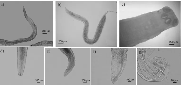 Figure 2. Helminths of the gastrointestinal tract of geckos from the Aiuaba Ecological Station (AIA), state of Ceará, northeastern Brazil: (a) Skrjabinelazia intermedia  (posterior view); (b) Spauligodon oxkutzcabiensis (entire specimen); (c) Oochoristica 
