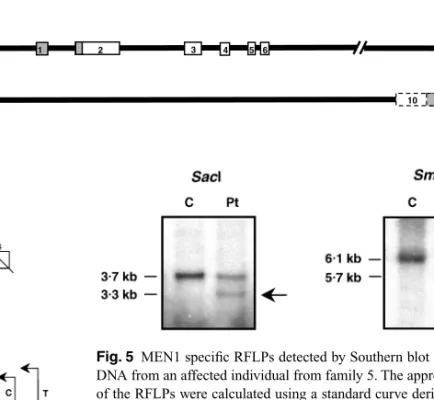 by our studies (Table 1, Fig. 3) of families 5 (Fig. 4) and 6 (Fig. 2). In detecting these germline mutations, we obtained important clues by examining the polymorphisms at codon 418 in exon 9, and by using microsatellite polymorphisms