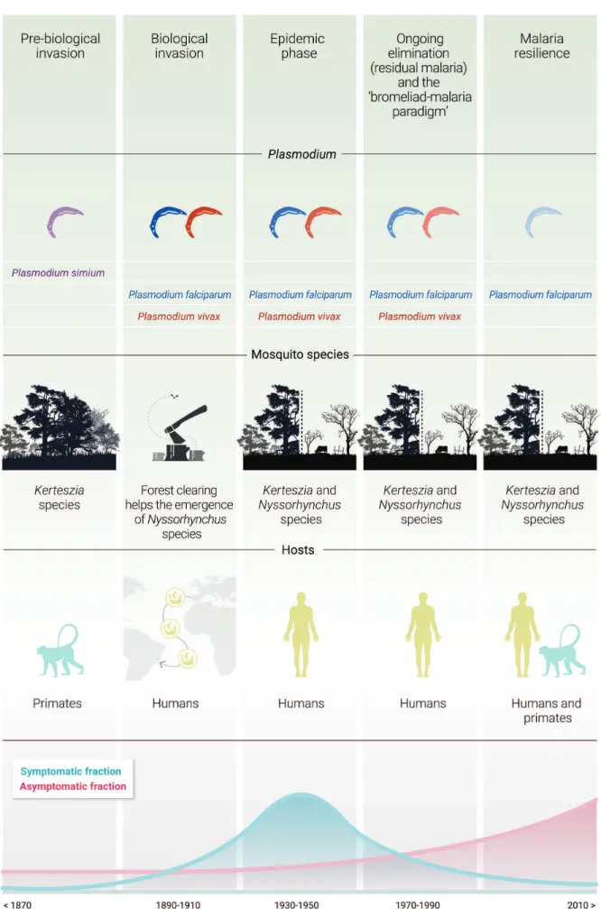 Figure 2. Hypothetical temporal framework that represents steps of malaria transmission system.