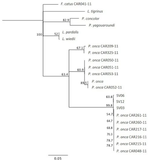 Table 1 – Individual microsatellite alleles from the 10 loci genotyped. The “-” representes non-confirmed genotype.