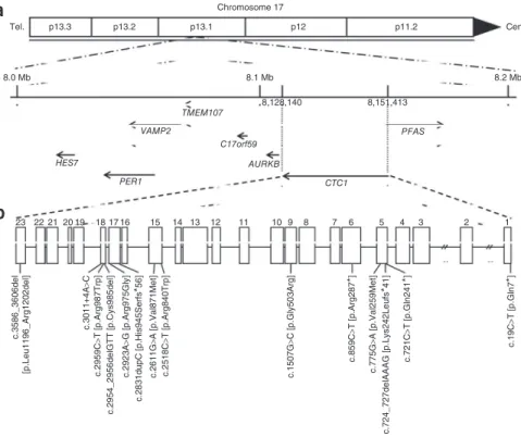 Figure 2  Schematic representation of the  human CTC1 gene. (a) CTC1 spans 23,273 bp  of genomic sequence on chromosome 17p13.1  (8,128,140–8,151,413)