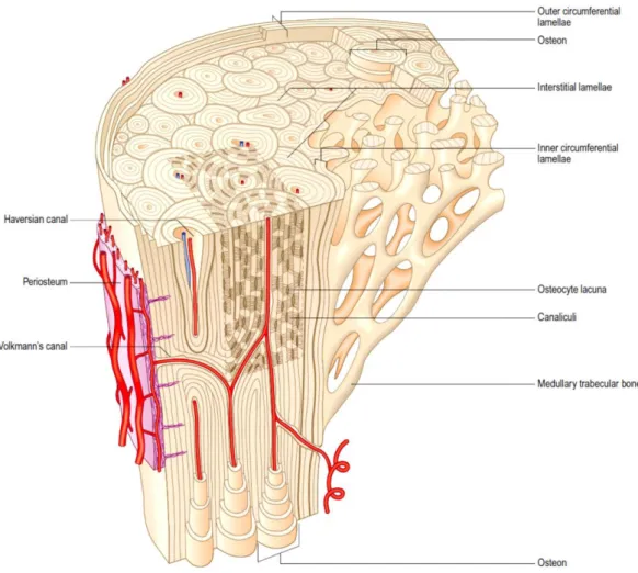 Figure  2.2  -  Microstructural  organization  of  mature  lamellar  bone  comprising  areas of compact and cancellous bone (20)