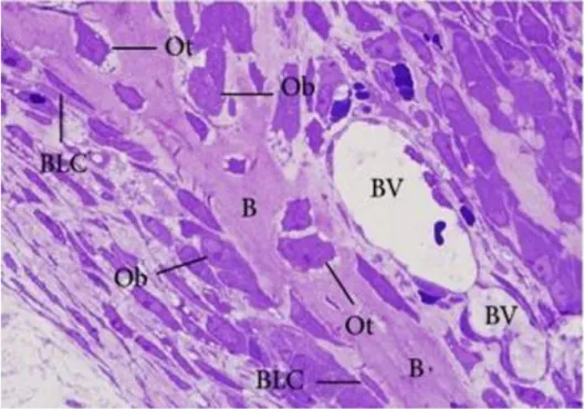 Figure 2.5 - Histological analysis of rat bone section stained with toluidine blue. 