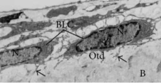 Figure  2.6  -  Bone  lining  cells  (BLC)  exhibiting  flat  shape  with  scarce  cytoplasm,  located  on  the  osteoid  (Otd)  surface