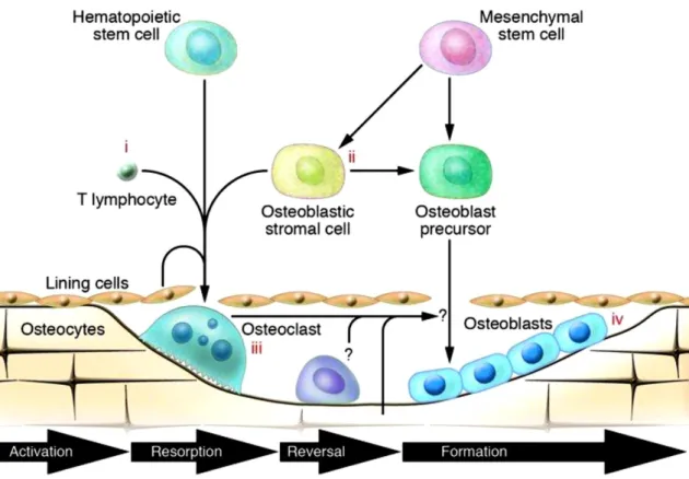 Figure 2.7 - Schematic representation of the four stages of bone remodelling cycle  (41)