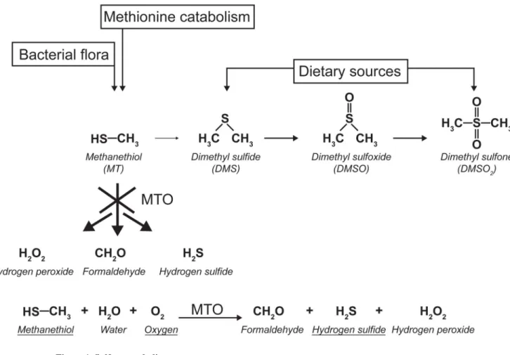 Figure 1. Sulfur metabolism
