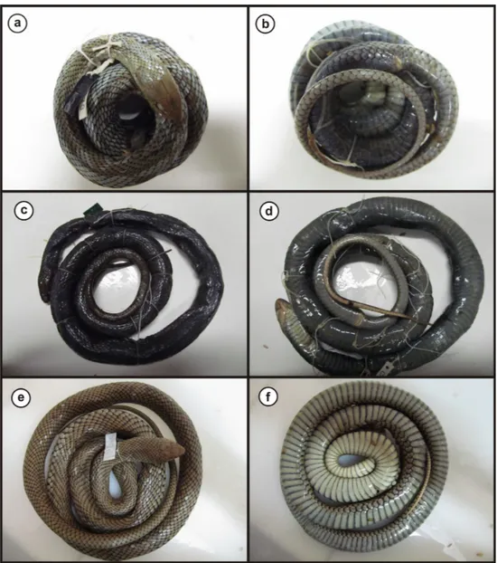 Figure 2. (A) Pattern of coloration 1 of specimen of Philodryas patagoniensis deposited in the Herpetological Collection of Universidade de Brasília (CHUNB), dorsal  view