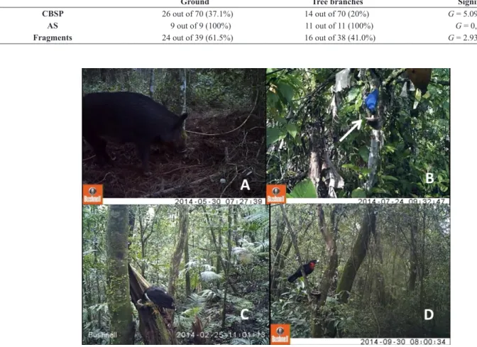 Table 1 – Numbers and percentages of predations on artificial nests placed on the ground and on nests placed on tree branches