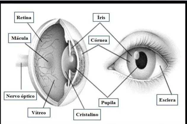 Figura  2  -  Anatomia e  Fisiologia  Ocular:  Conjuntiva  (fina  membrana  que  recobre a esclera),  Córnea  (&#34;janela&#34;  frontal  e  transparente  do  olho,  transmite  a  luz  e  ajuda  o  olho  a  focalizar  as  imagens),  Cristalino  (lente  sit