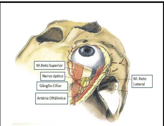 Figura 3 – Anatomia Orbitária. Adaptado de Dutton, 1994. 