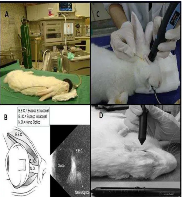 Figura 6 – Segunda etapa do planejamento do estudo: A = Indução anestésica dos coelhos, B =  Comparação  de  desenho  esquemático  da  anatomia  ocular  humana  com  imagem  ultrassonográfica do olho de coelhos, C = Bloqueio Periconal Guiado por US, D = An