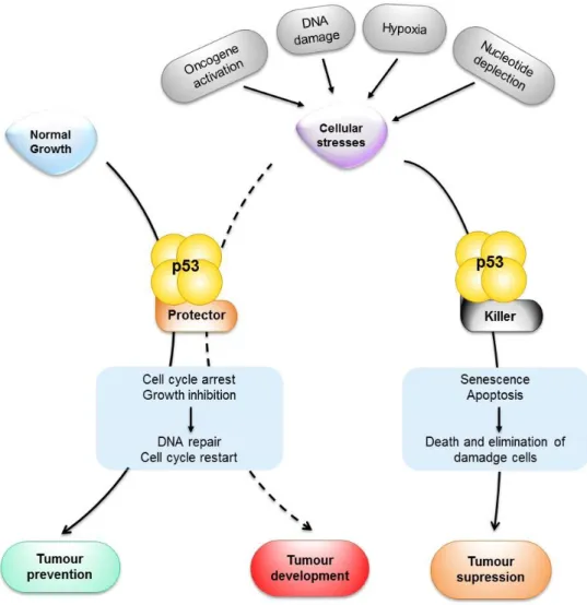 Figure  2.  Schematic  representation  of  p53  functions  in  tumour  prevention,  suppression  and  development