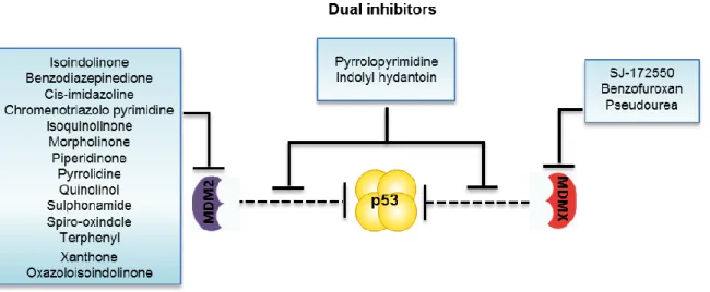 Figure  16.  Schematic  representation  of  the  prevalence  of  TP53  missense  mutations  in  human  cancers