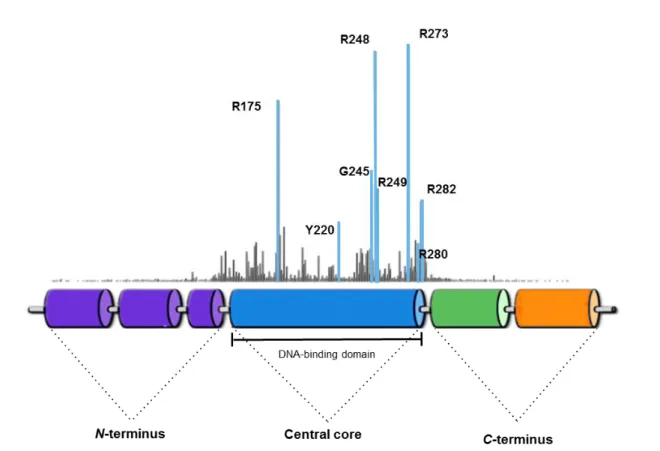 Figure  9.  Schematic  representation  of  the  prevalence  of  TP53  missense  mutations  in  human  cancers