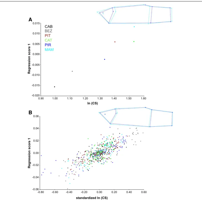 Figure 5 Evolutionary and pooled within-population allometry in female body shape. The wireframes show the changes in shape in relation to the consensus configuration (light blue) as ln (centroid size) increases