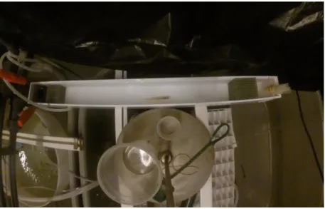 Figure 6: Rheotaxis experiment set up. On the right are the tubes where the water flows in, and on the left is a hole where  it  falls  back  in  the  Pike  perch  tanks