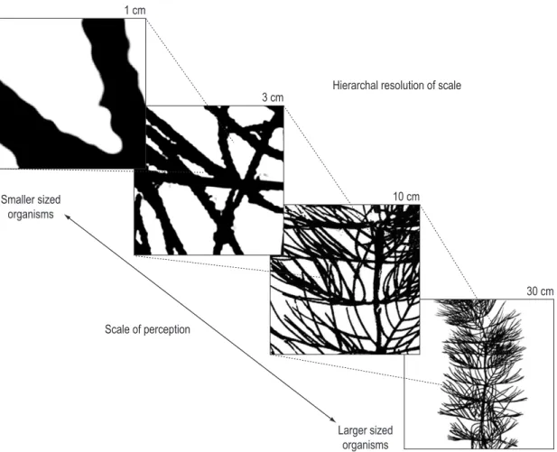 Figure 1. Different hierarchal scales within the aquatic macrophyte Myriophyllum spicatum showing different structural  complexity at different scales