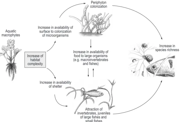 Figure 4. A conceptual model explaining why the structural complexity provided by macrophytes increases the  diversity of other aquatic assemblages.