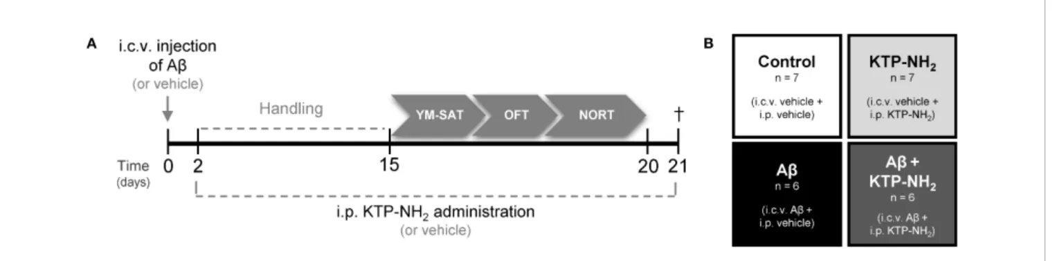 FIGURE 1 | Experimental design. (A) Animals were i.c.v. injected with A b (A b 1–42 ) or vehicle (water) at day 0
