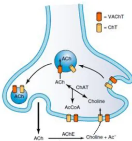 Figure  1.  Schematic  representation  of  the transport, synthesis  and degradative  processes  in  a cholinergic  presynaptic  nerve terminal (adapted from Siegel et al., 2006)