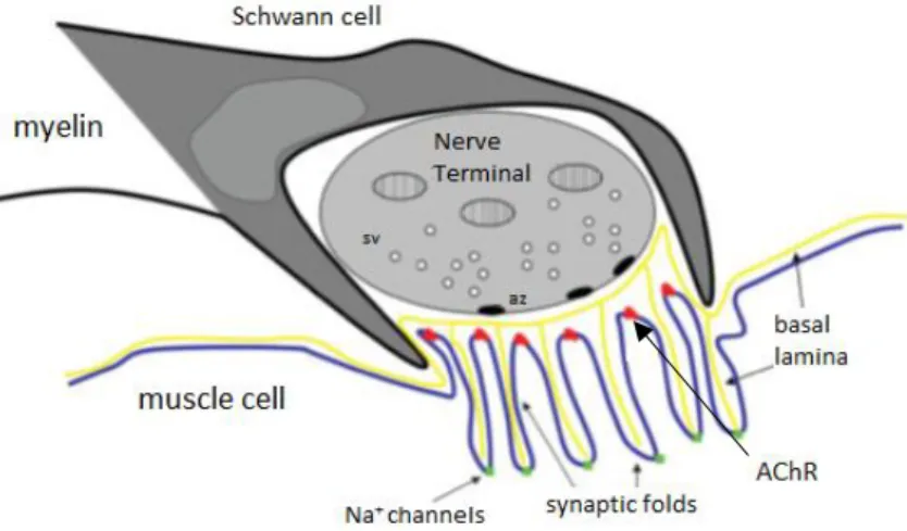 Figure  2.    Representative  scheme  of  the  NMJ.  The  NMJ  is  a  structure  formed  by  three  components:  the  perisynaptic  Schwann  cell,  the  presynaptic  nerve  terminal  and  the  postsynaptic  endplate  region