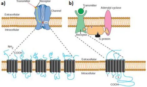 Figure 3. Structural comparison between ionotropic and metabotropic receptors. a) Ionotropic receptors are composed by  five transmembrane peptide subunits forming a pentameric pore; activation of this pore requires binding of 2 molecules  of ACh to extrac