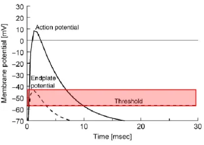 Figure 5. Schematic representation of the muscle action potential. The stippled line indicates the shape of the EPP, as  the full line indicates the shape of the action potential