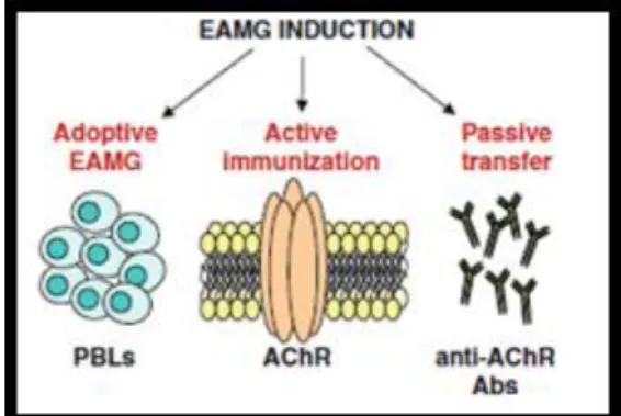 Figure 8. Schematic representations of the different EAMG induction modes. 