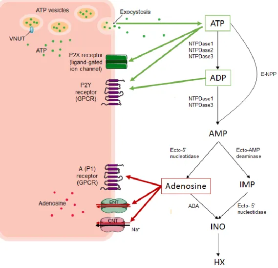 Figure  9.  The  purinergic  signaling  cascade.  ATP  and  adenosine  release  sites,  metabolic  enzymes  and  P1/P2  purinoceptors