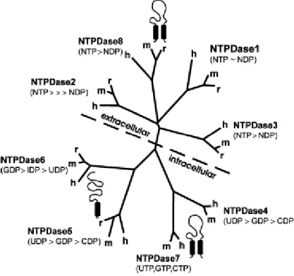Figure  10. The  graph  shows  the different  properties  of  all  eight members  of the  NTPDase family