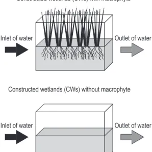 Figure 1. Experimental design of constructed wetlands  (CWs), showing planted and unplanted plots with  Typha domingensis Pers.