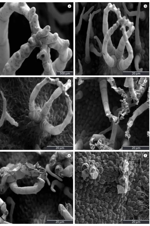 Figure 2. Scanning electron microscopy of the adaxial leaf surface of Salvinia auriculata