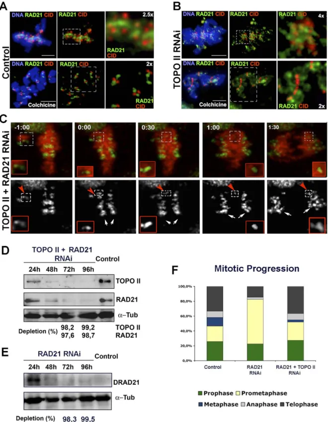 Figure 5. Activity of the Cohesin Complex during Mitotic Progression of TOPO II–Depleted Cells