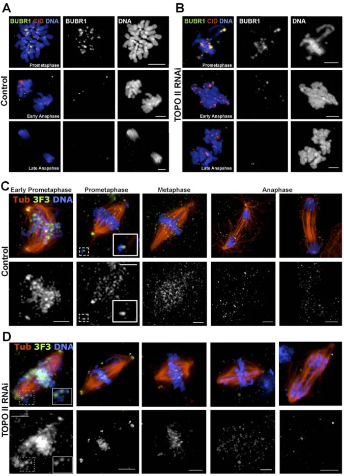 Figure 6. Spindle Assembly Checkpoint Activity during Mitotic Exit of TOPO II–Depleted Cells