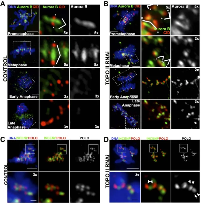 Figure 7. Localization of Chromosome Passenger Proteins during Mitotic Progression after Depletion of TOPO II
