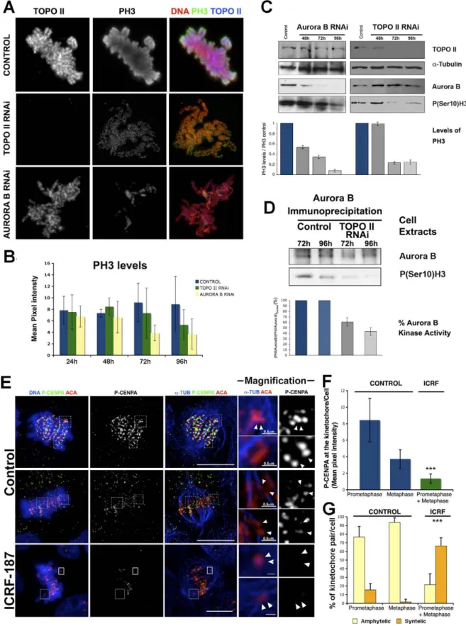 Figure 8. Analysis of Aurora B Kinase Activity after Depletion or Inhibition of TOPO II Activity in S2 and HeLa Cells